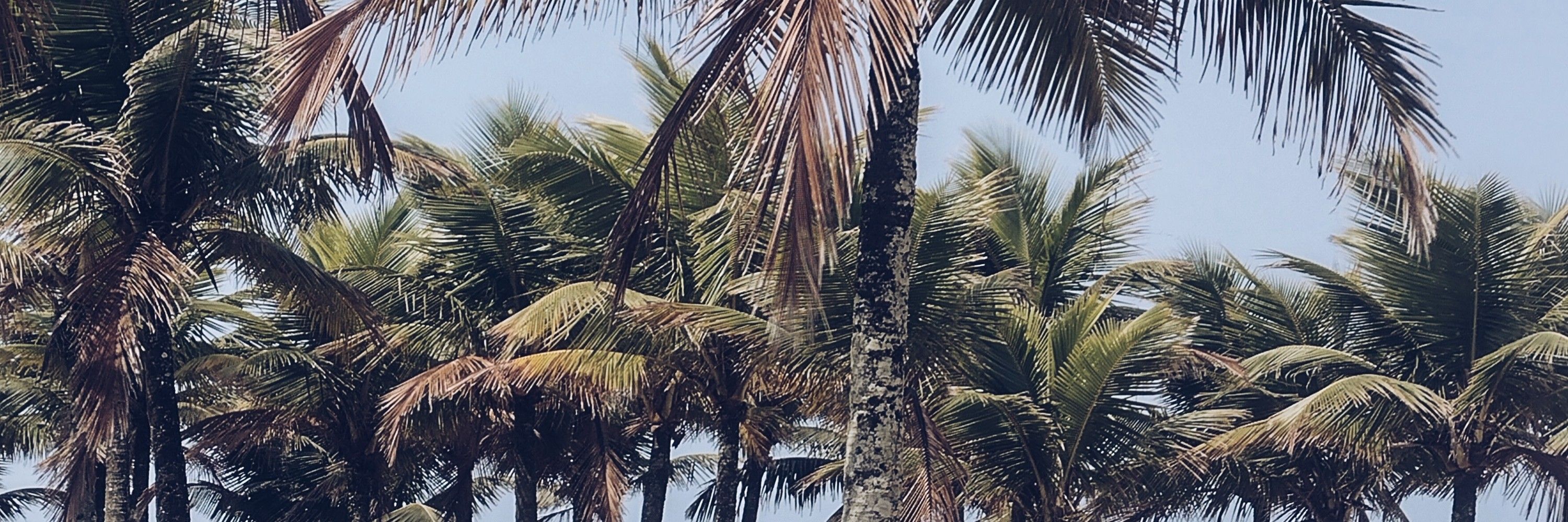 Cacau