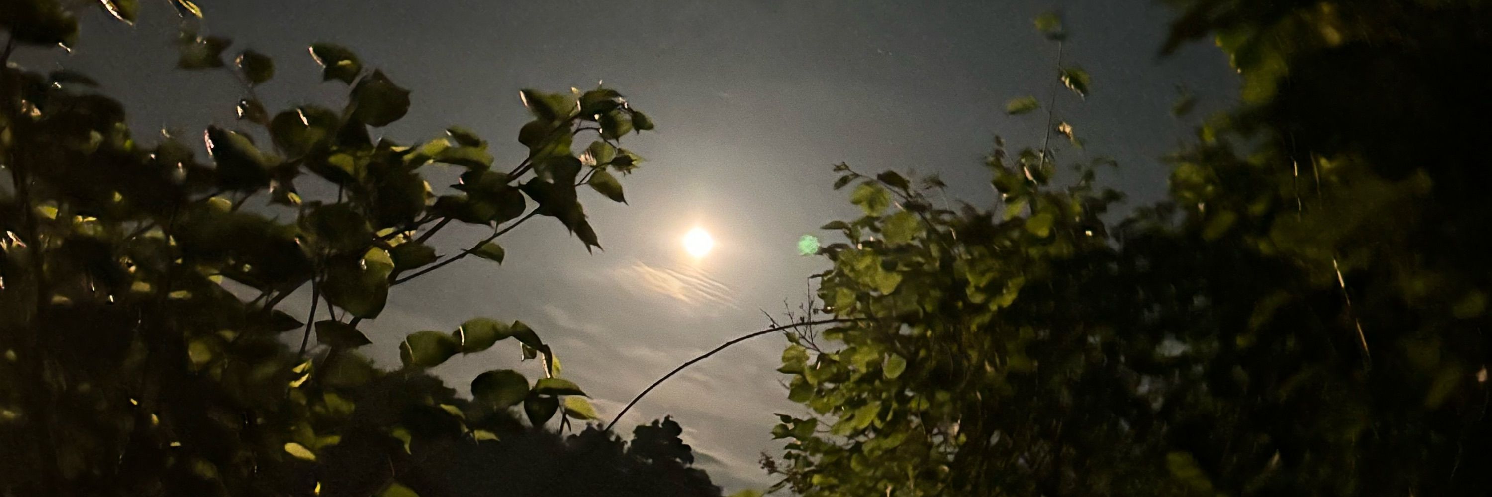 𝔟𝔬𝔲𝔯𝔟 🌙