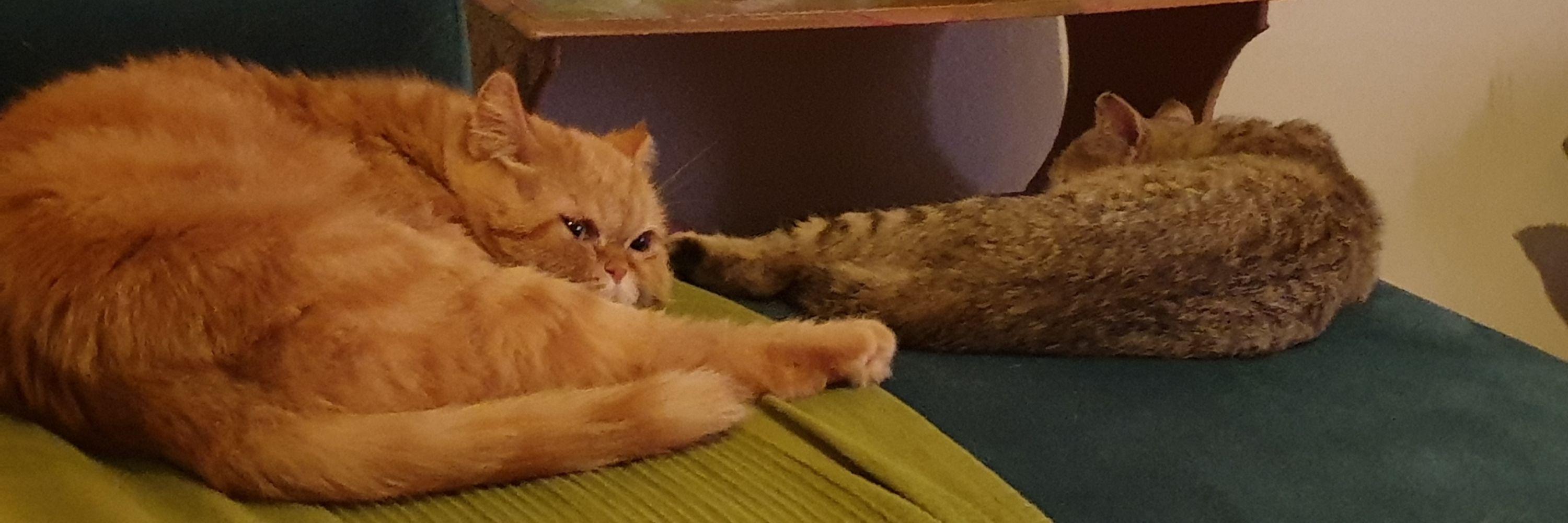 İlknur Akanlar