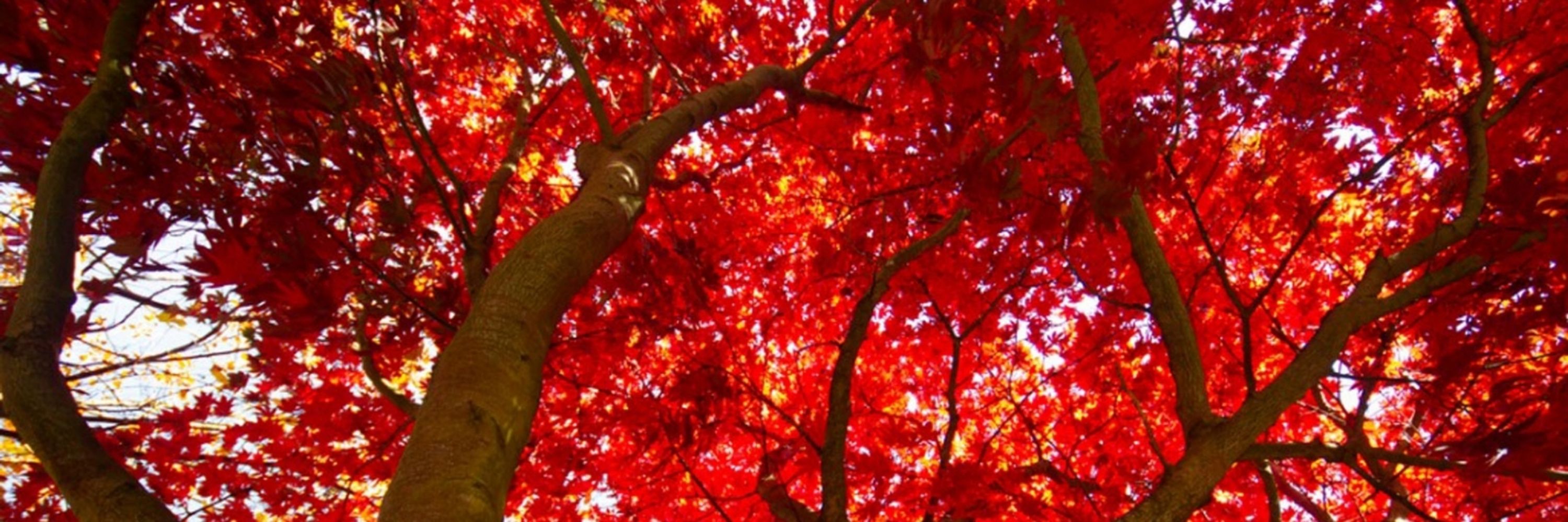 Scarlet