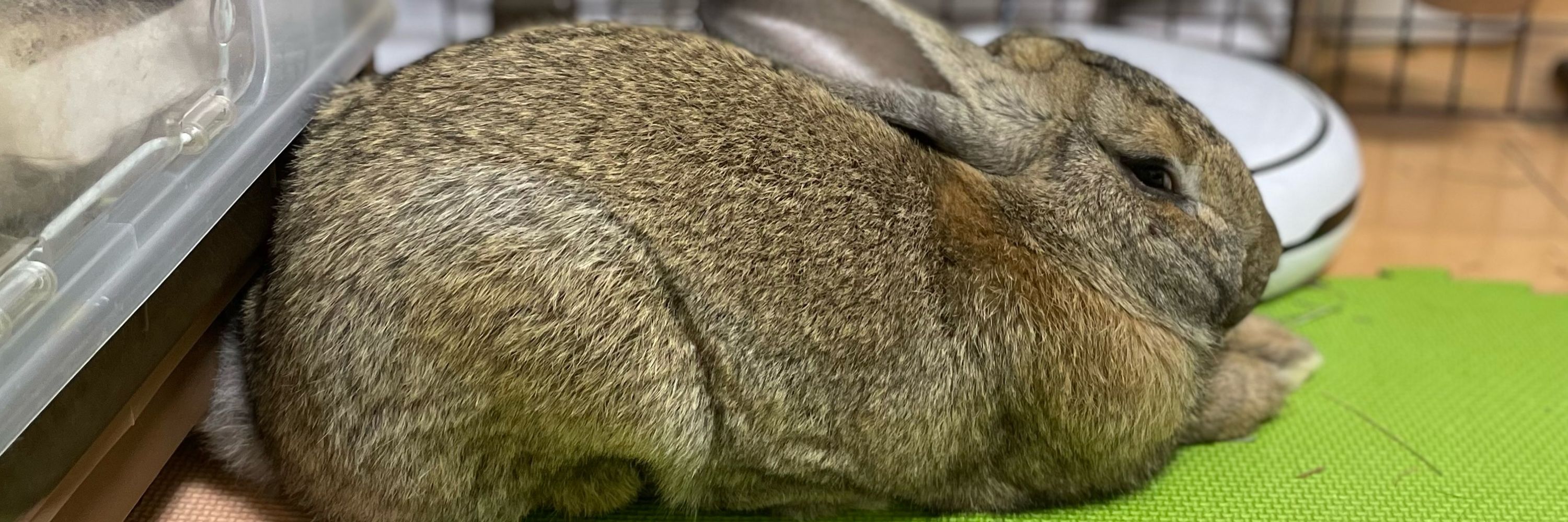 でかうさでかお🐇