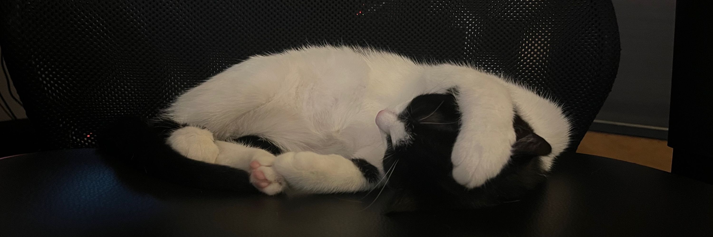 Nani 🐼🐈