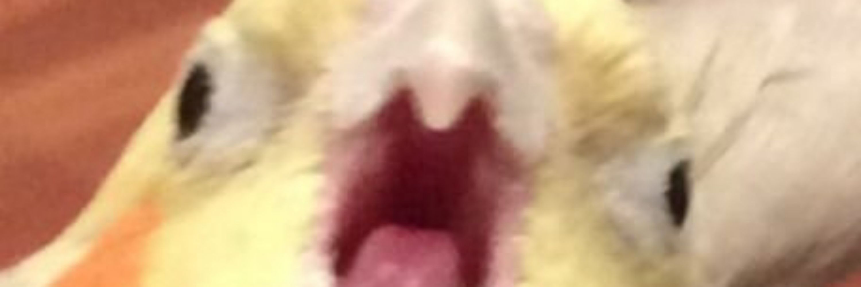 ŦΔƗ ŦŞỮŇΔΜƗƗ🥴🥱