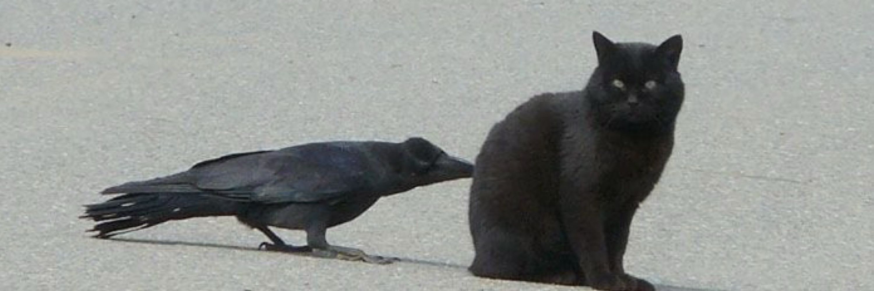 🐦‍⬛ MU/RKL