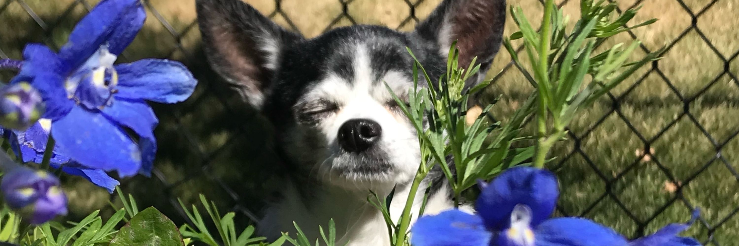 Baxter