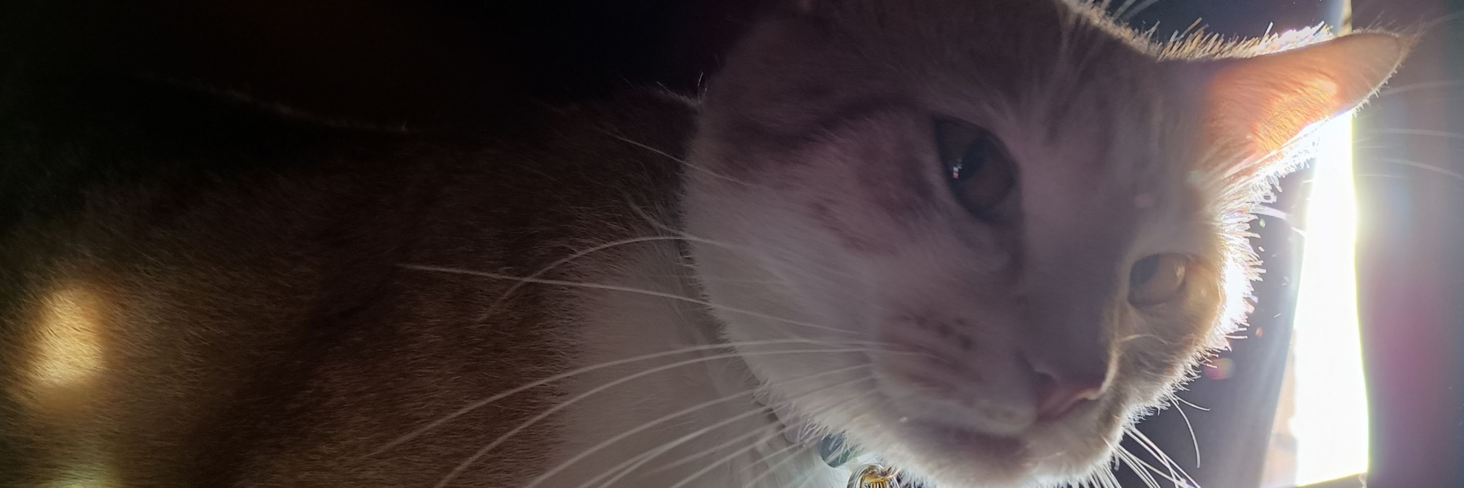 Goose The Cat
