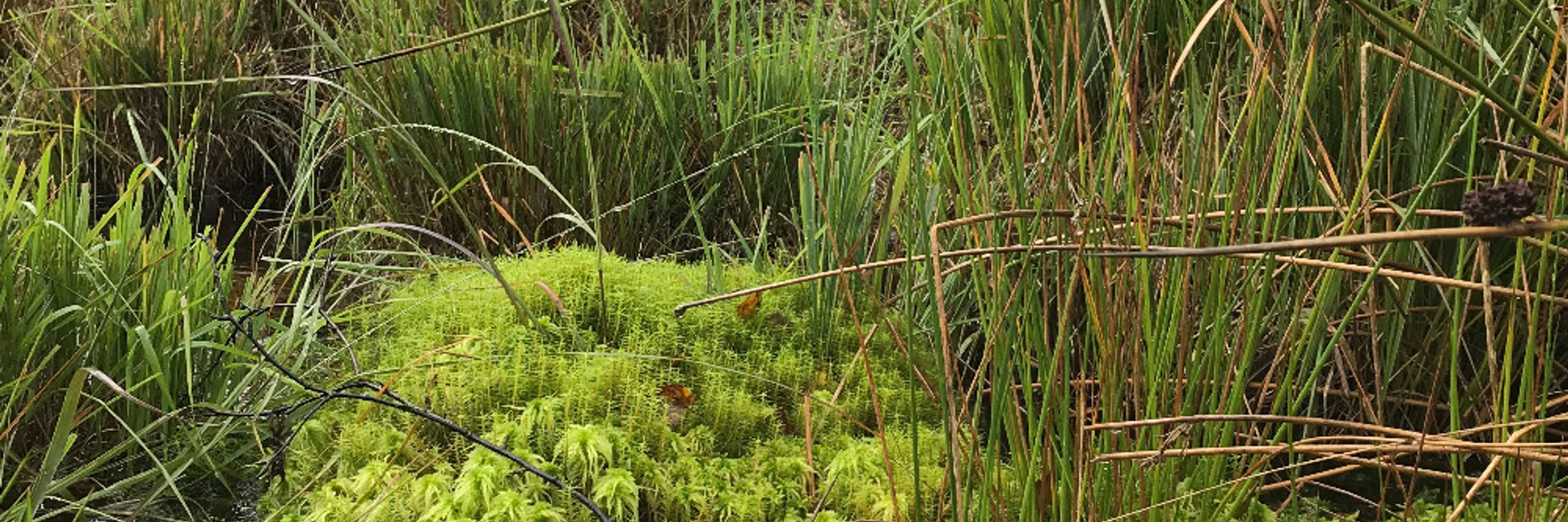 Sphagnum