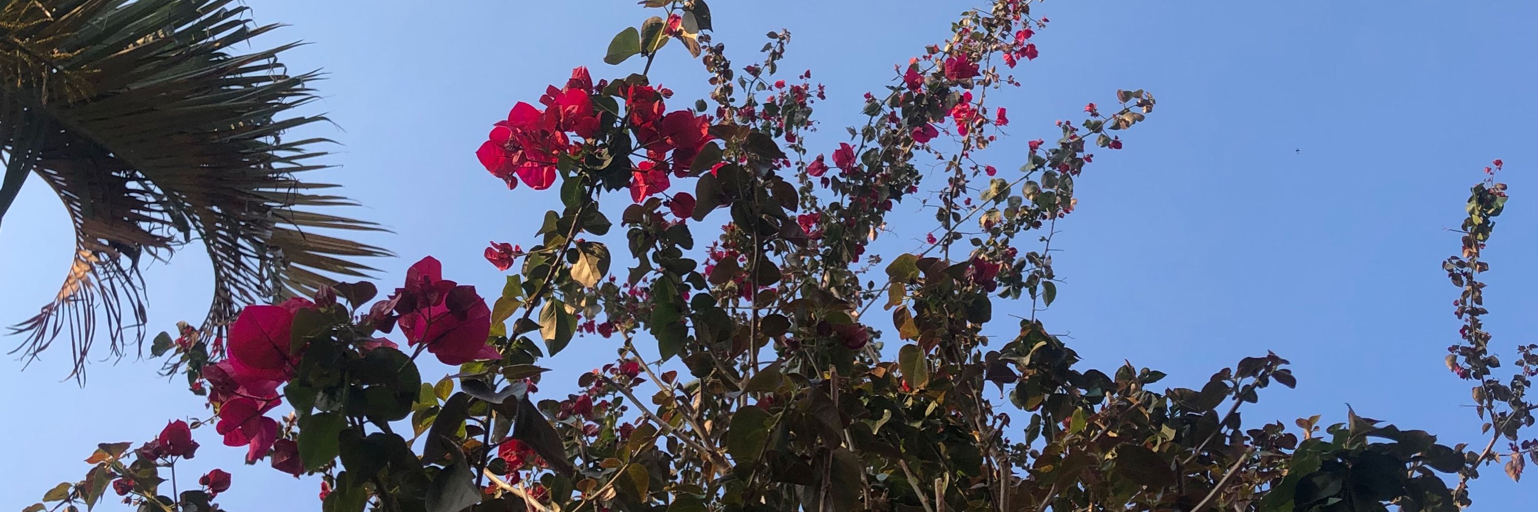 nina🌺