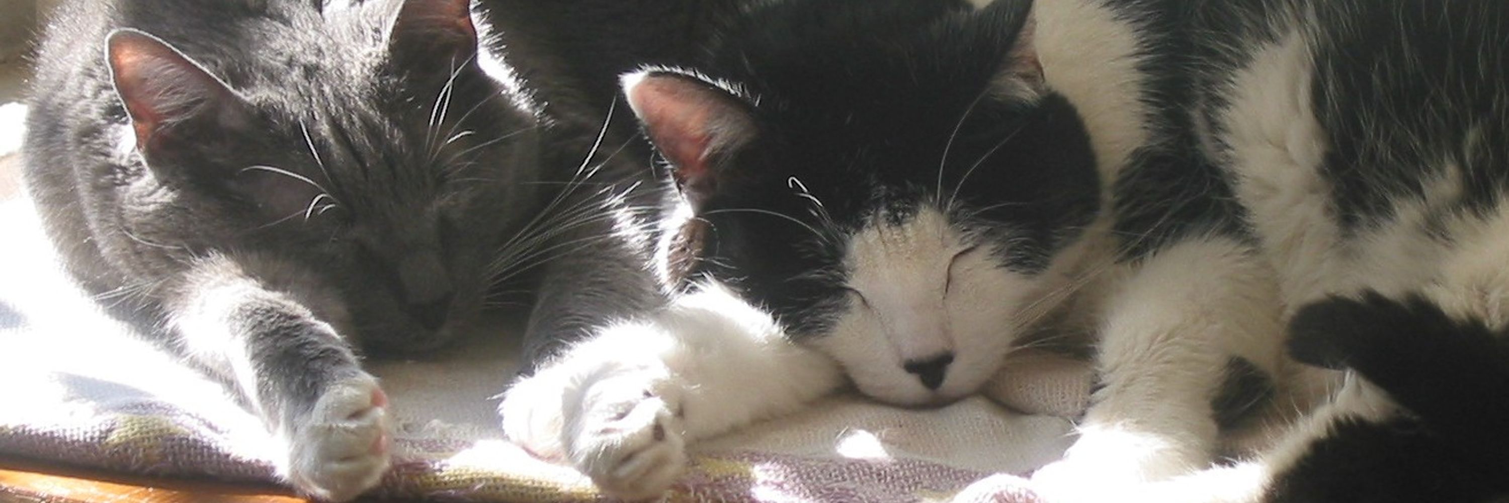 Cat In My Lap