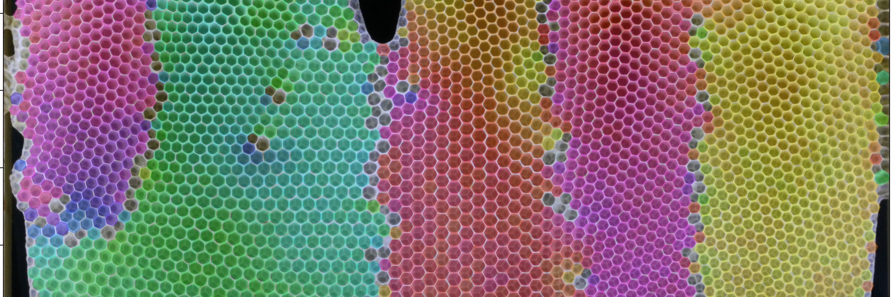 Smith Bee Lab