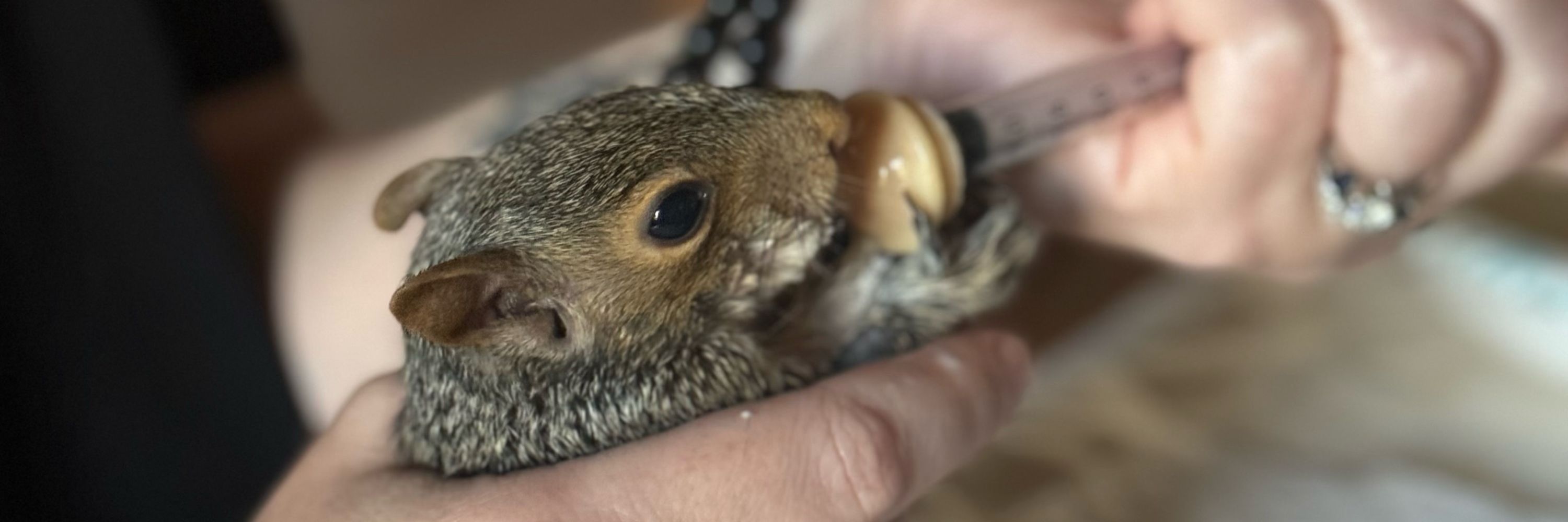 Bridget, the girl with the squirrels