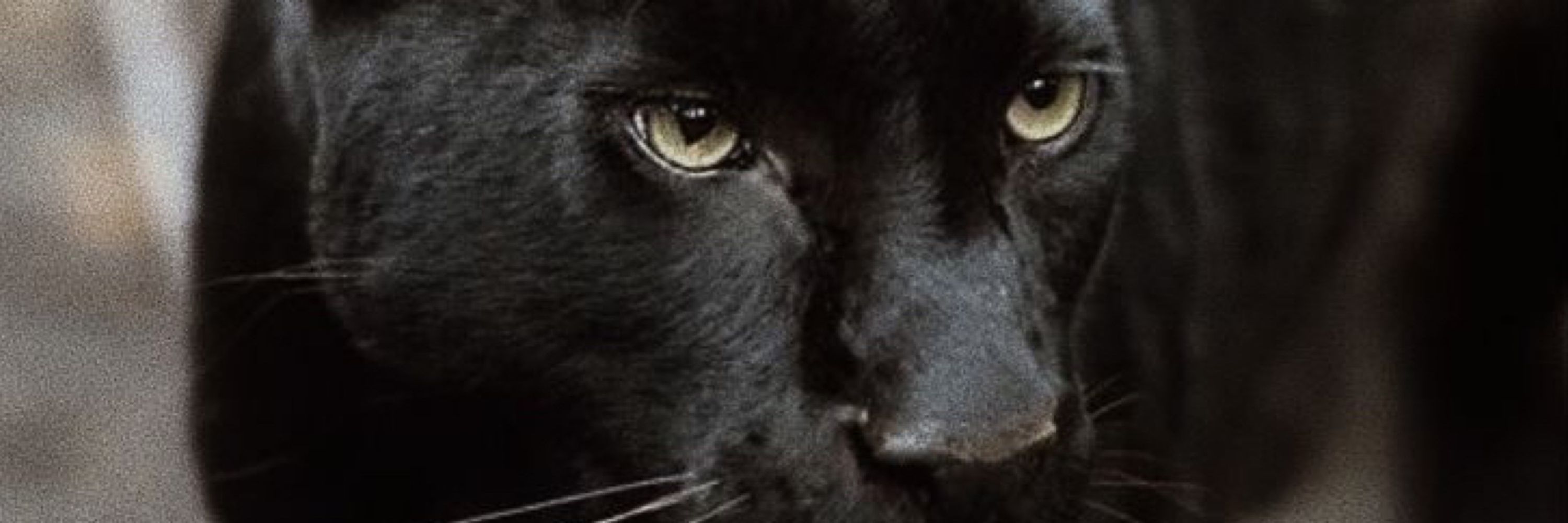 pantera