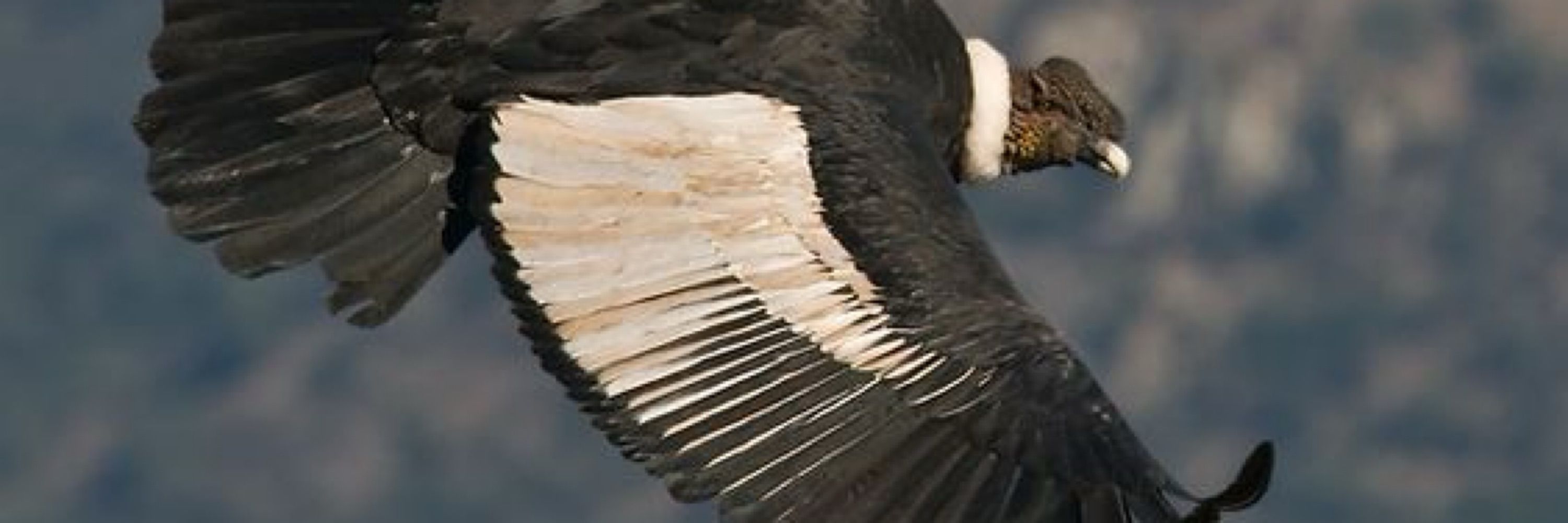 Dra. Vuelodelcondor