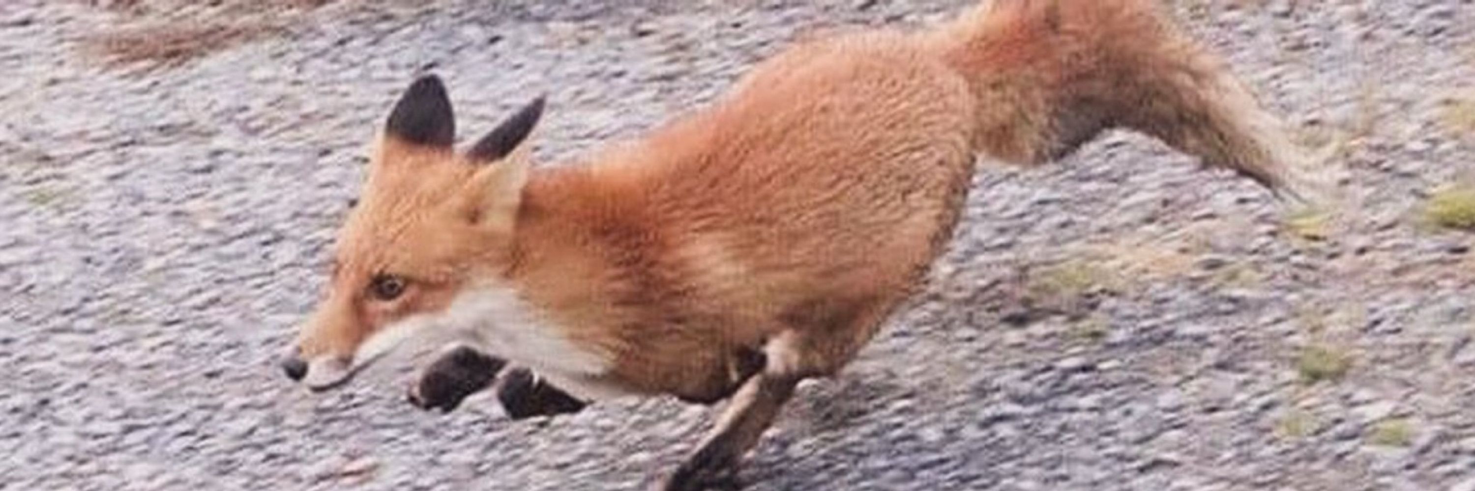 E 1312