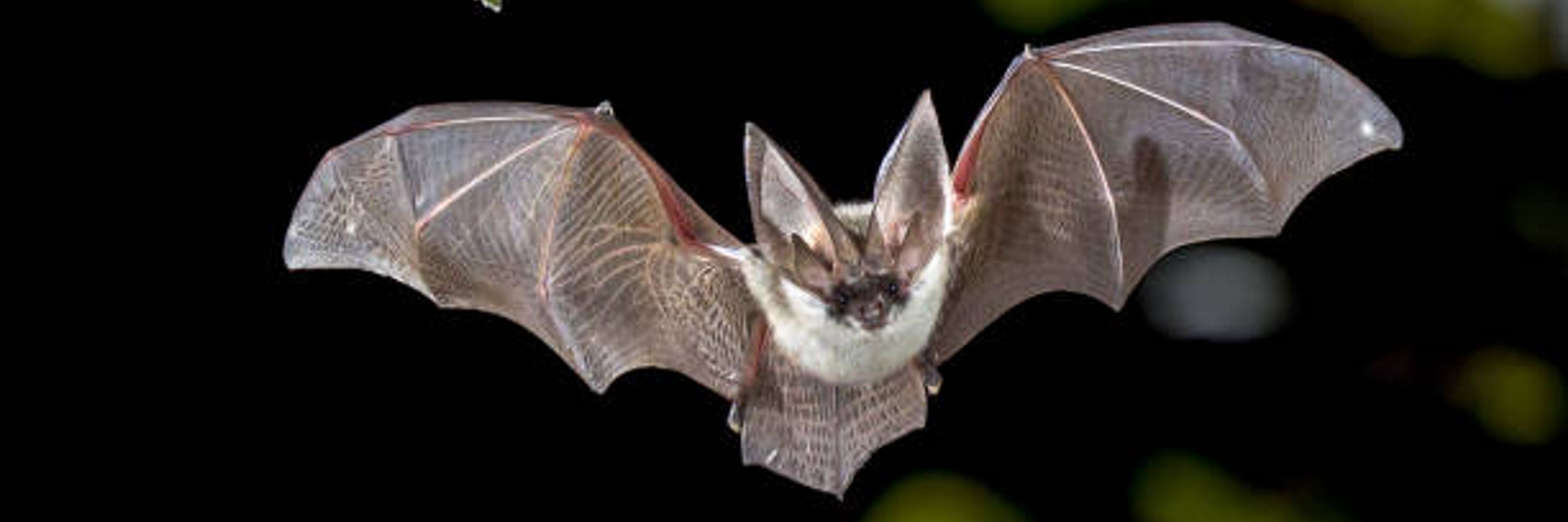 FuzzyWoolyFA 🦇