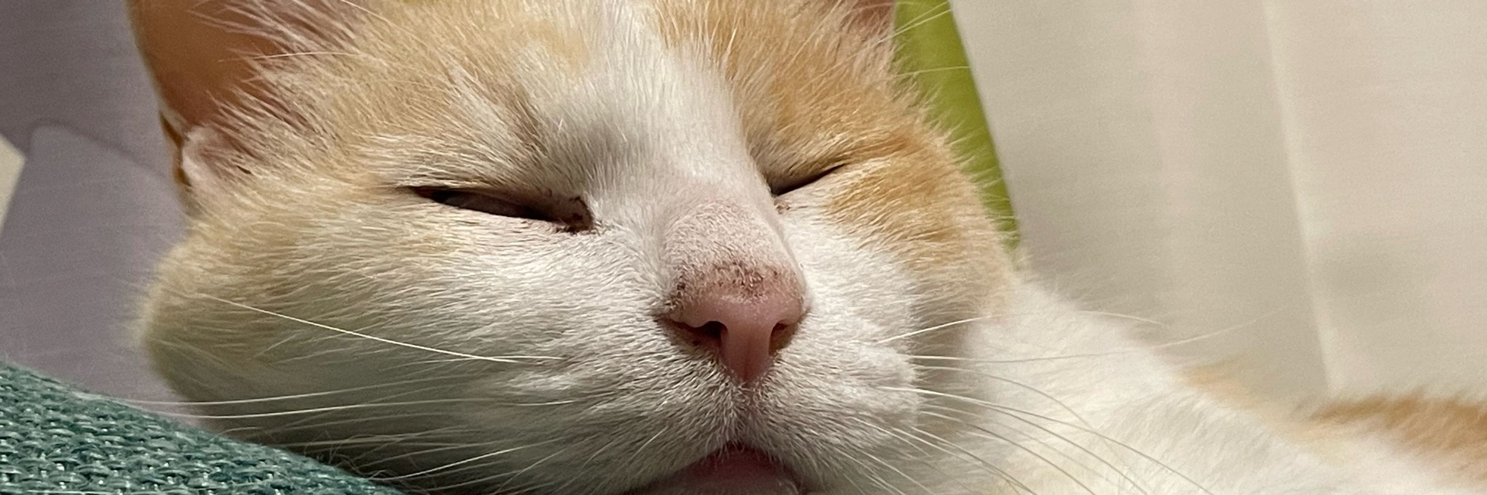 ふじ