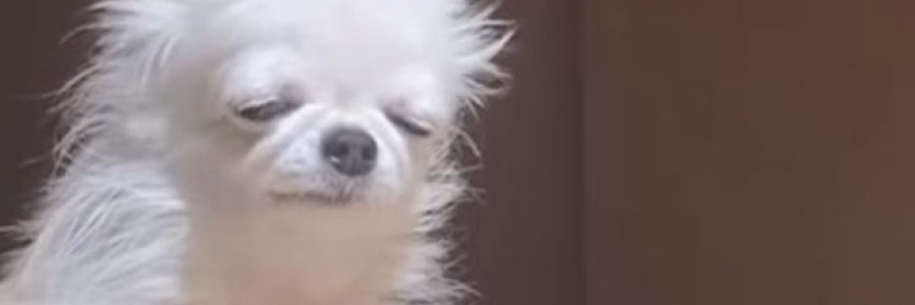 쟈린