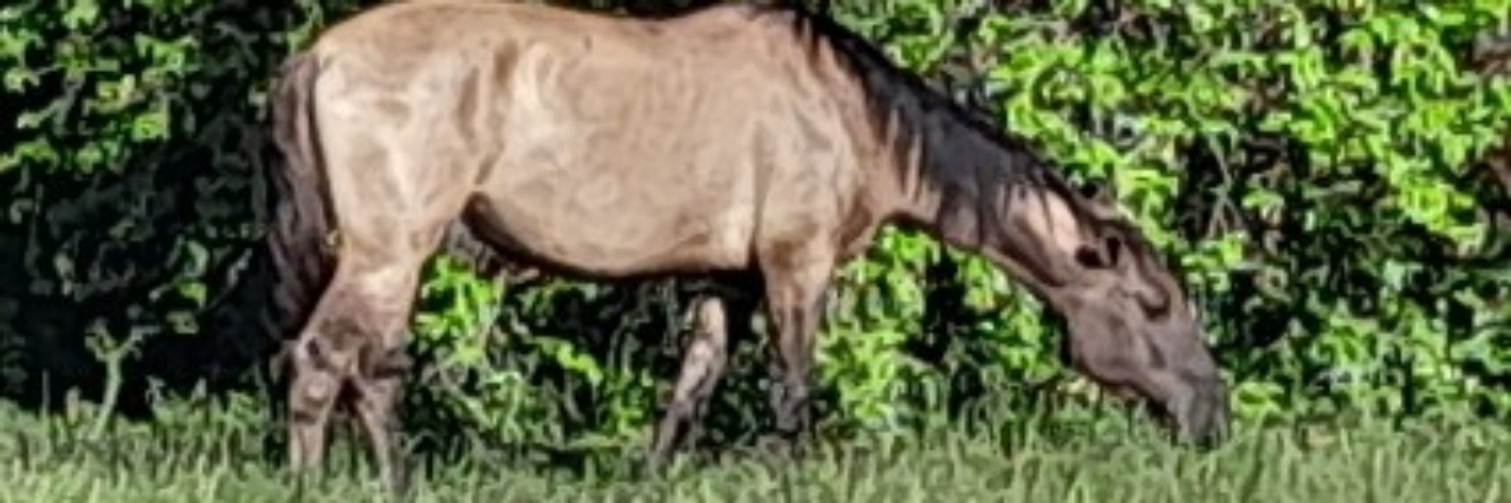Máximos