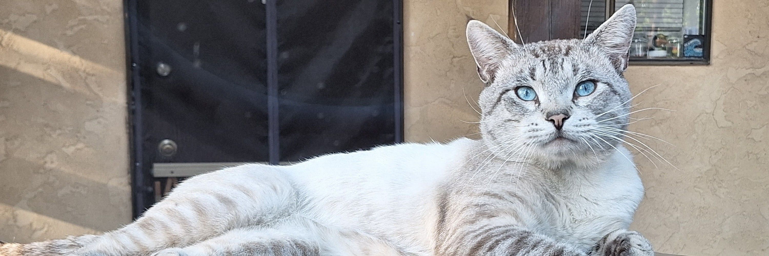 FourPaws&Coffee55