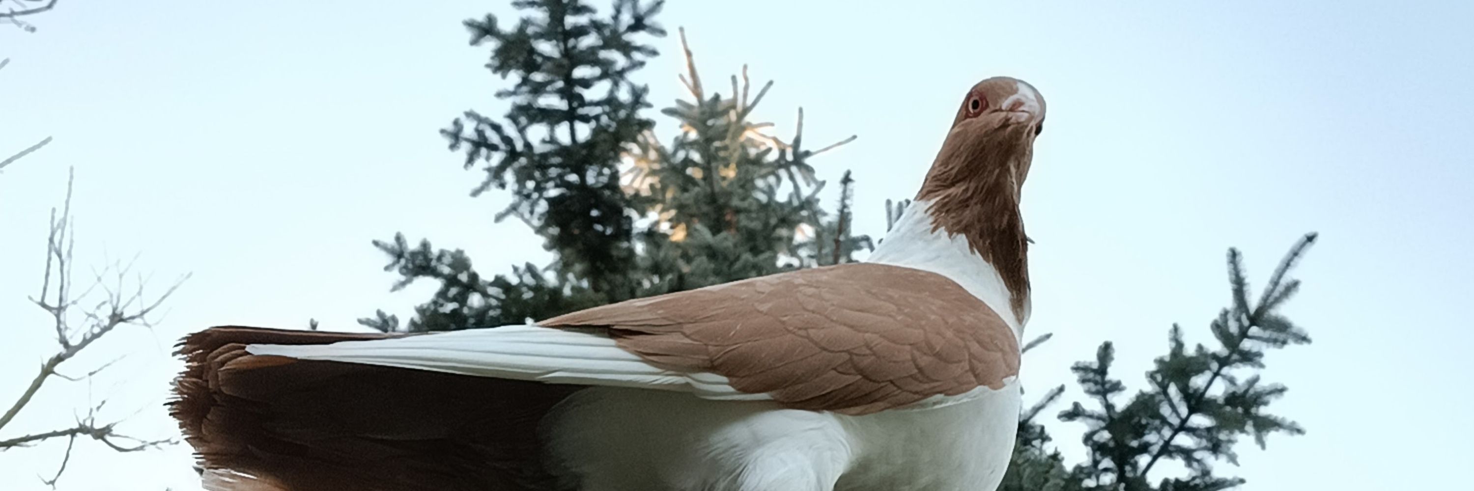Pigemono