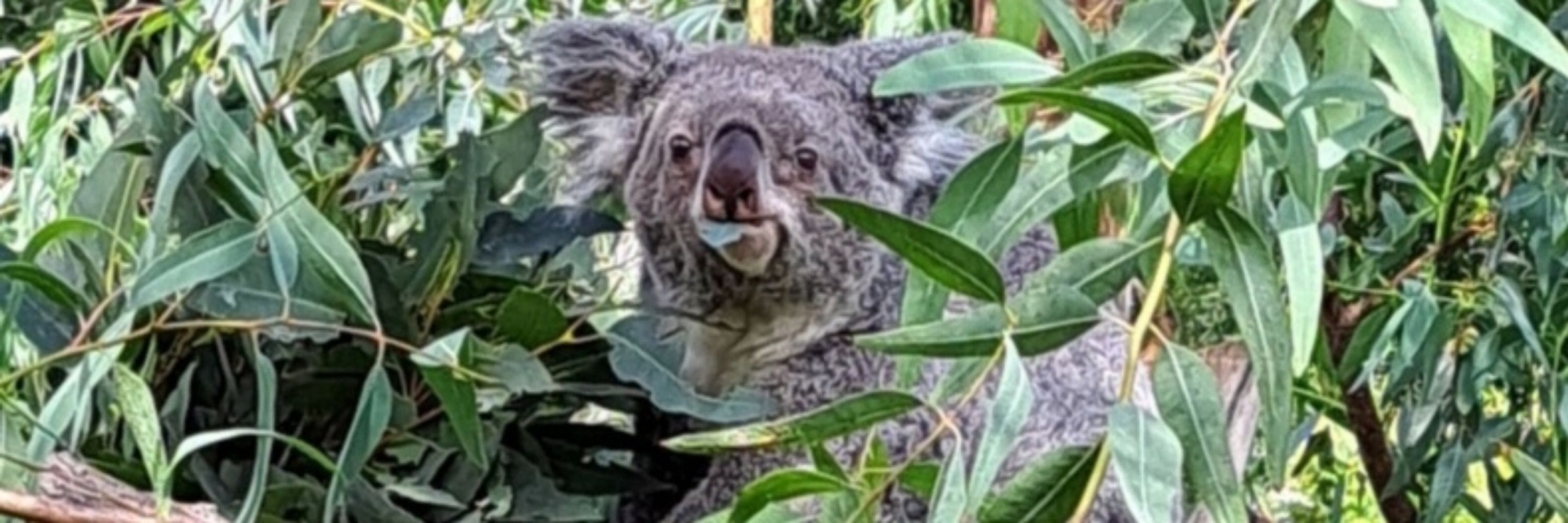 Koalahugs🐨👩‍🚀