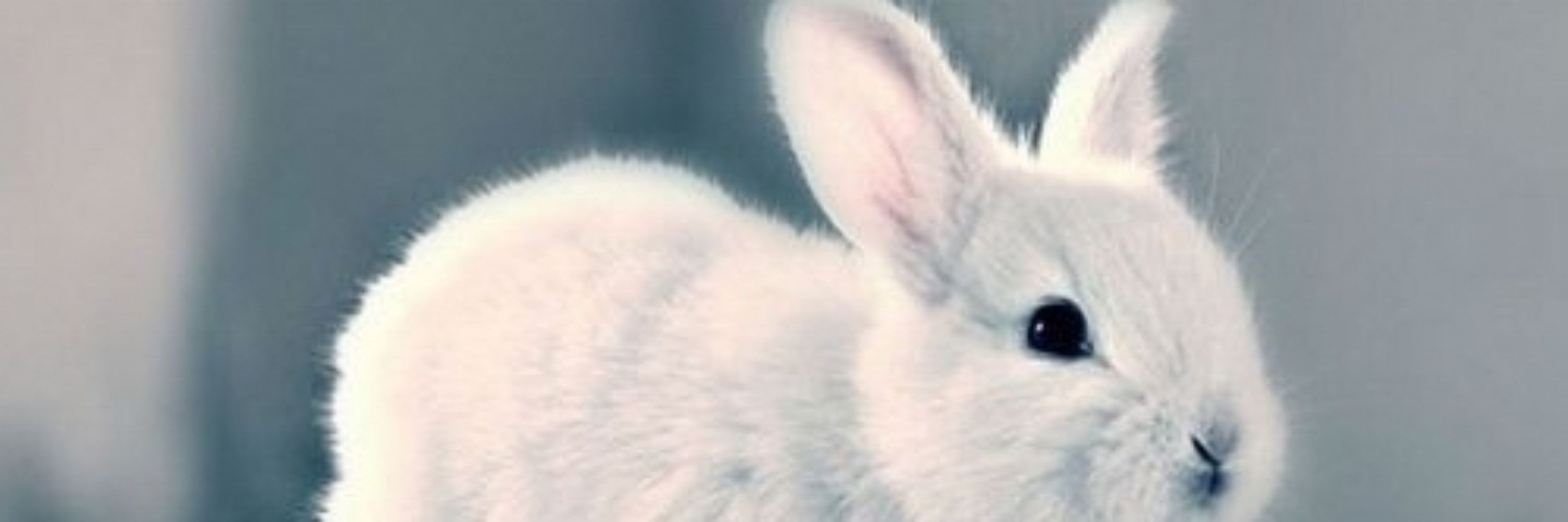 Slate the Rabbit
