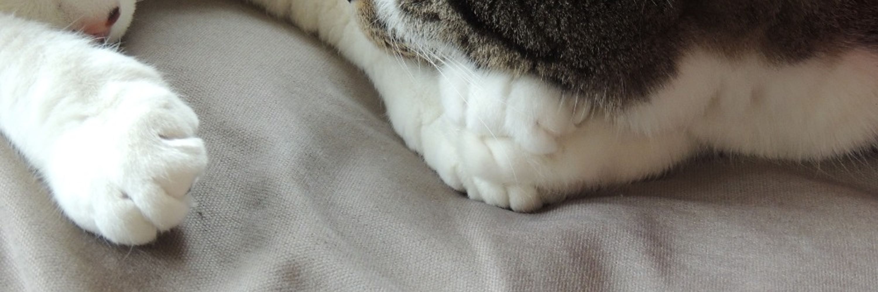 Babou Cat