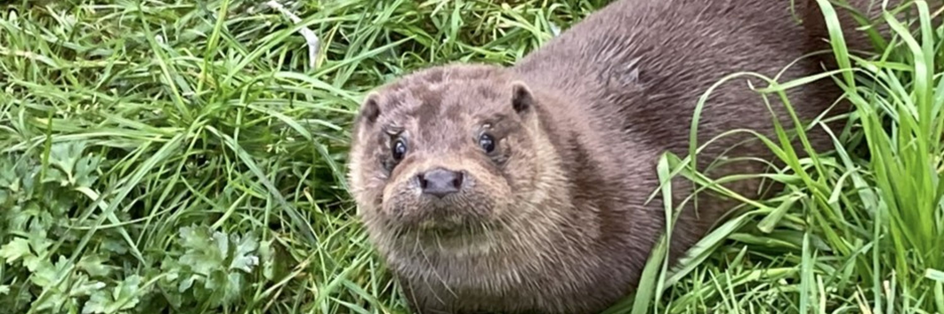 International Otter Survival Fund