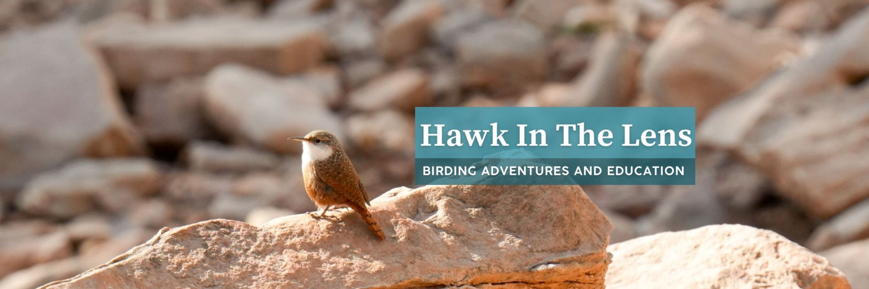 Hawk In The Lens
