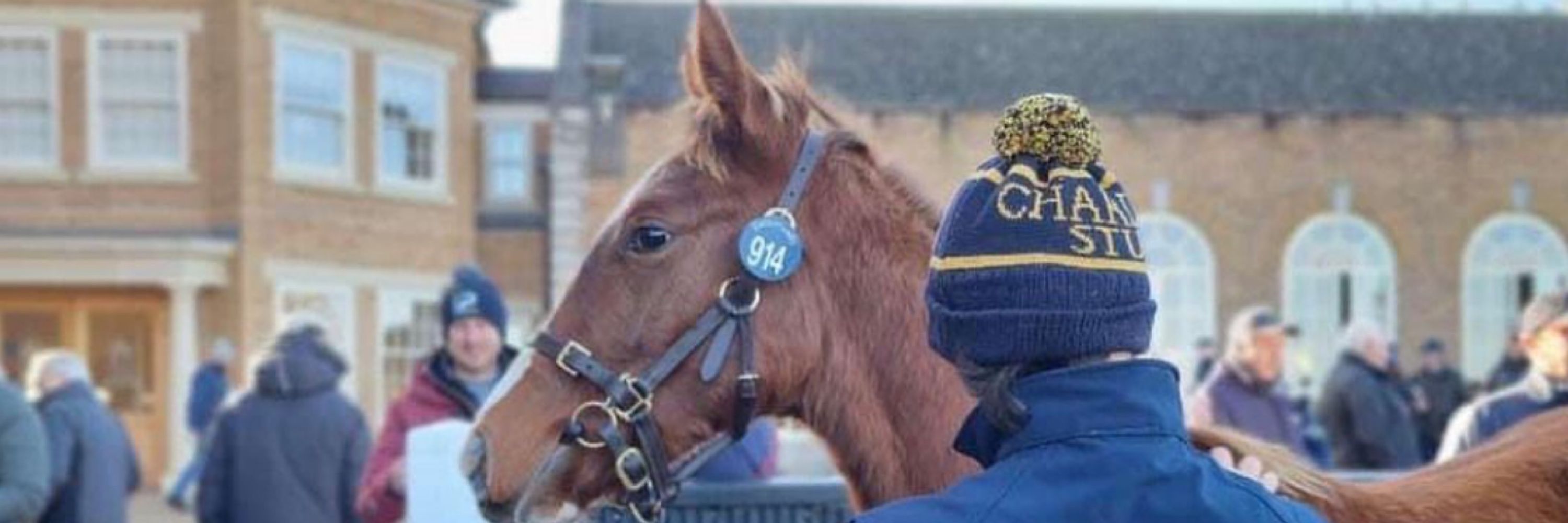 Charlock stud Carla