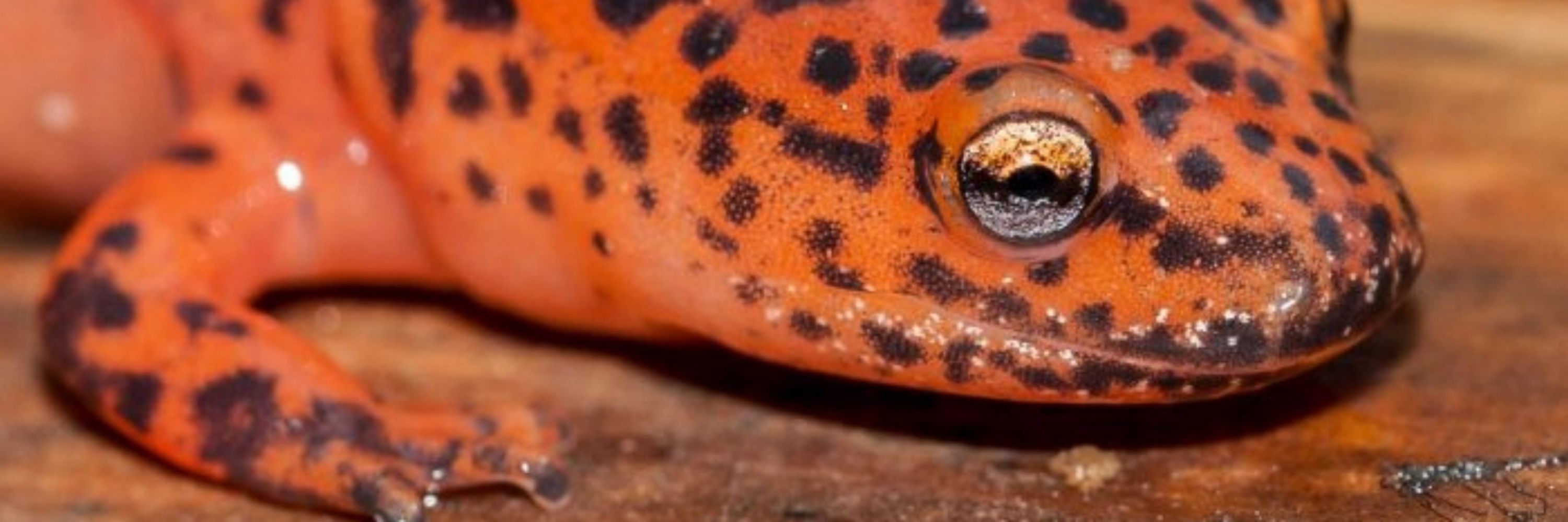 Salamander 🔞
