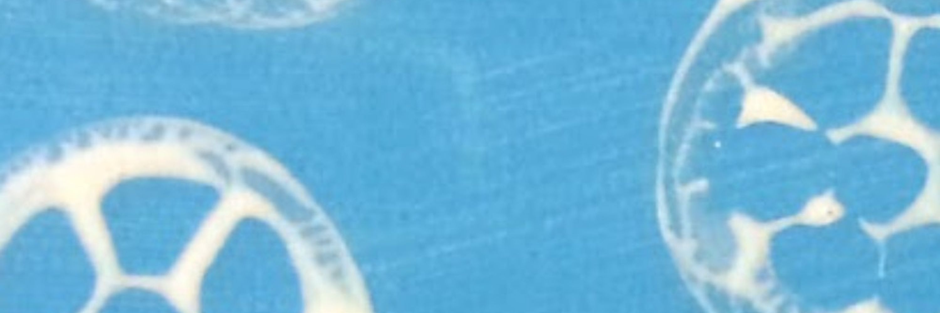 WebF👀