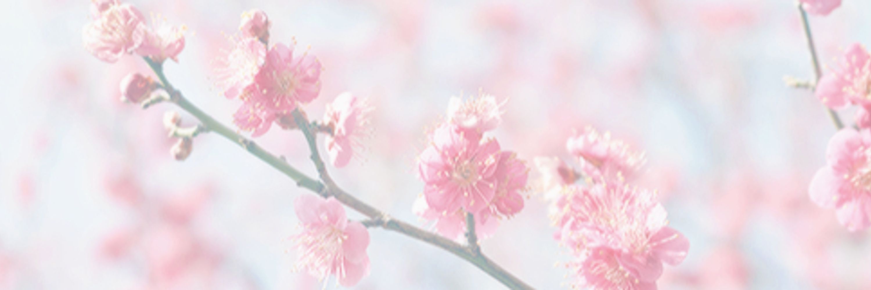 Bunni 🌸 Blossom