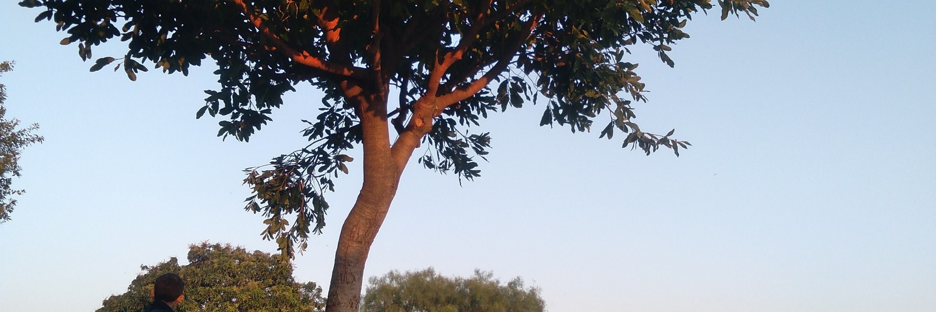 Jujuba