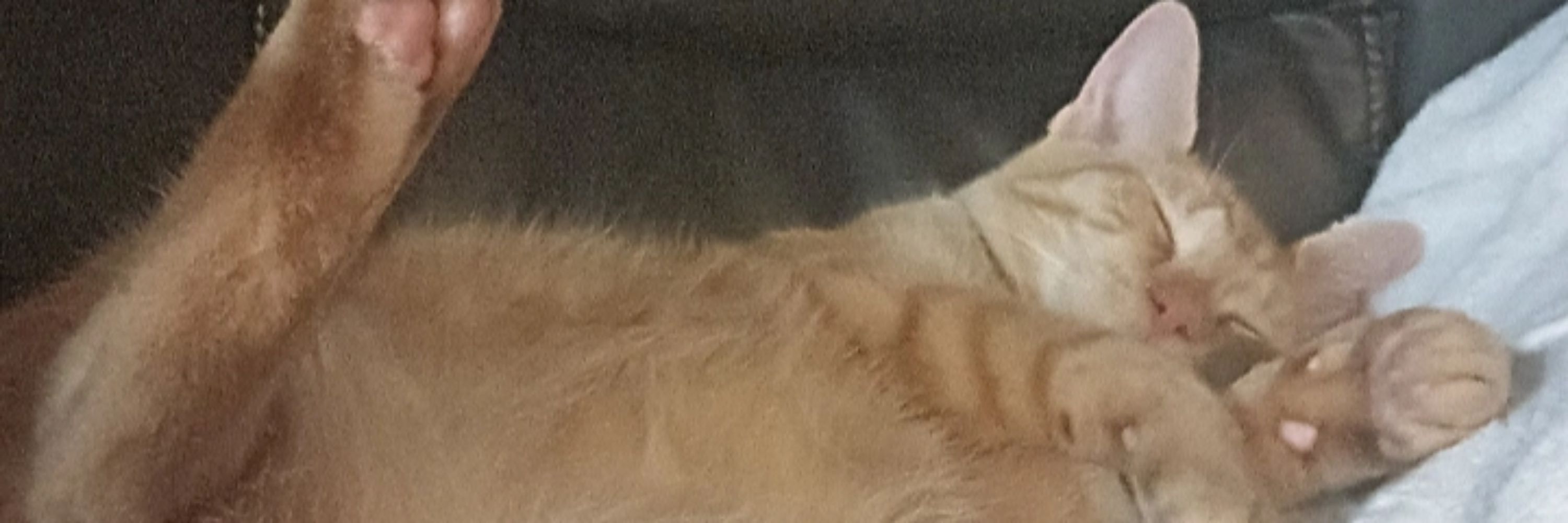 adam