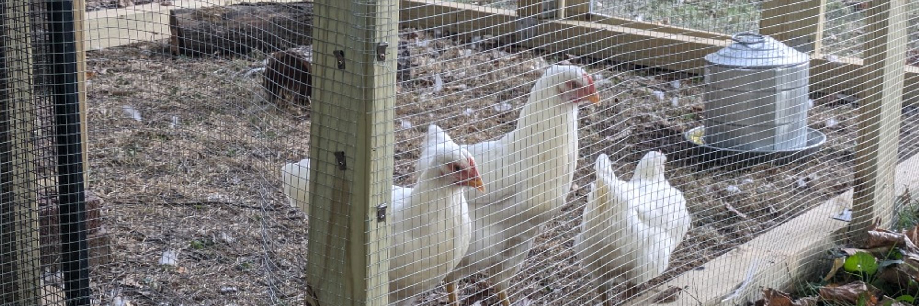 The Parrish Pets 🐈🐔