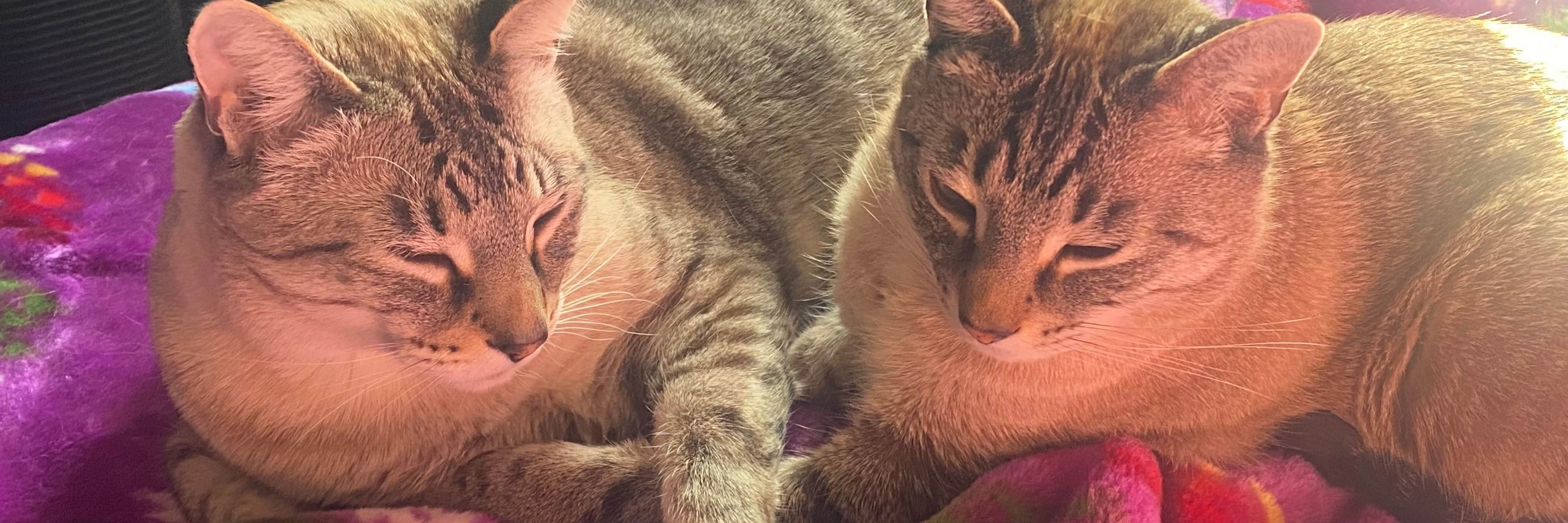 Siamese Cat Mom 🐱🇨🇦✌️