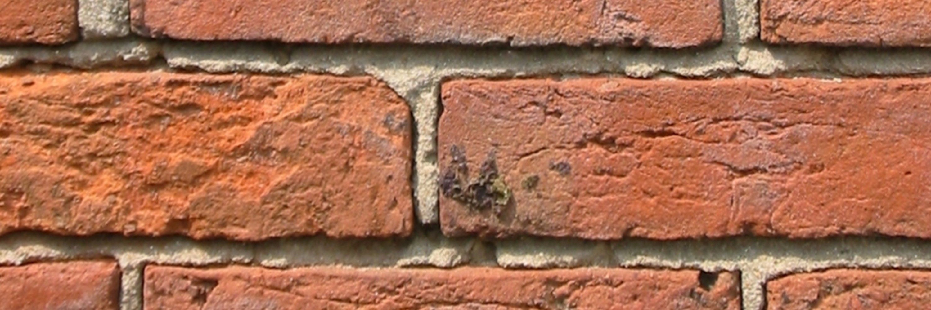 Just another spider in the wall