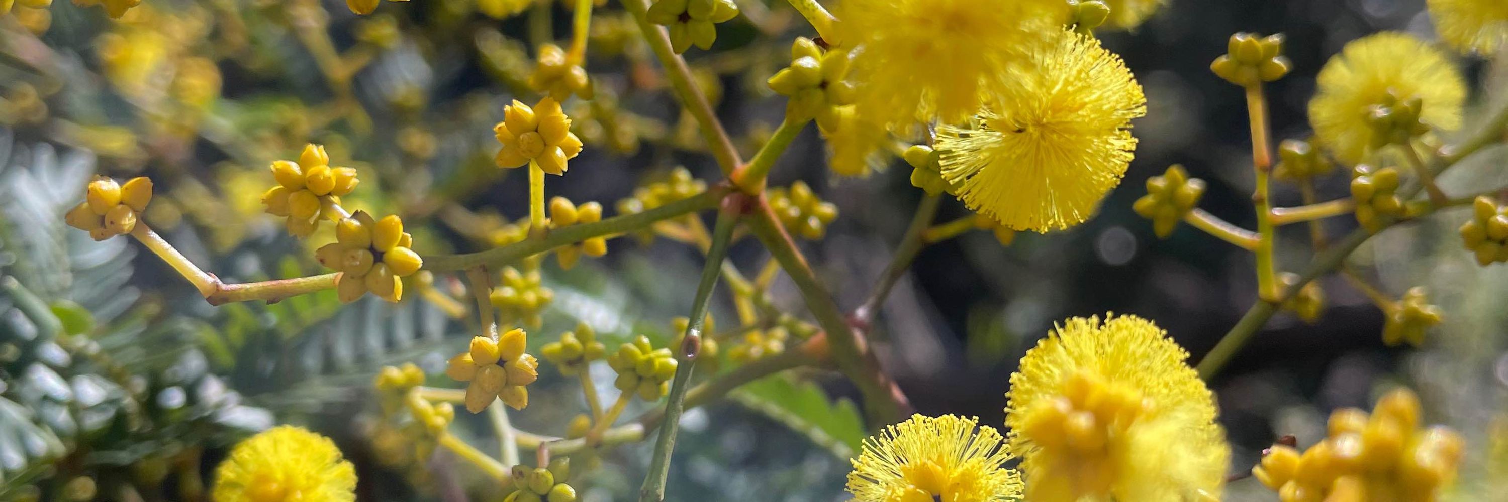 Jerrold Cuperus