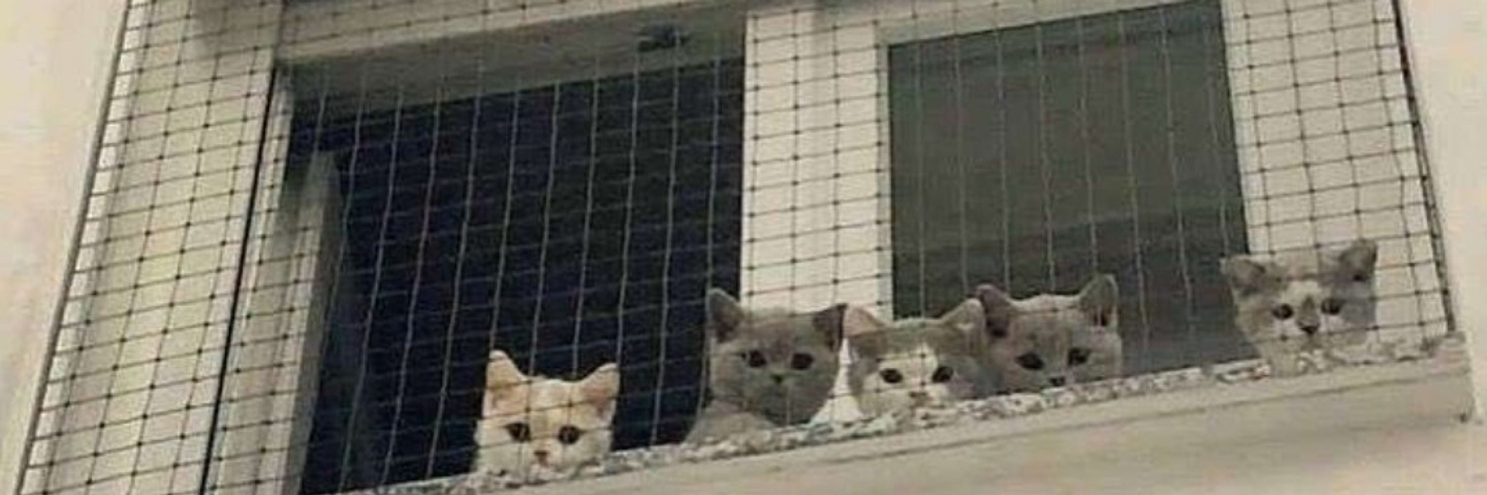 софа которая саша
