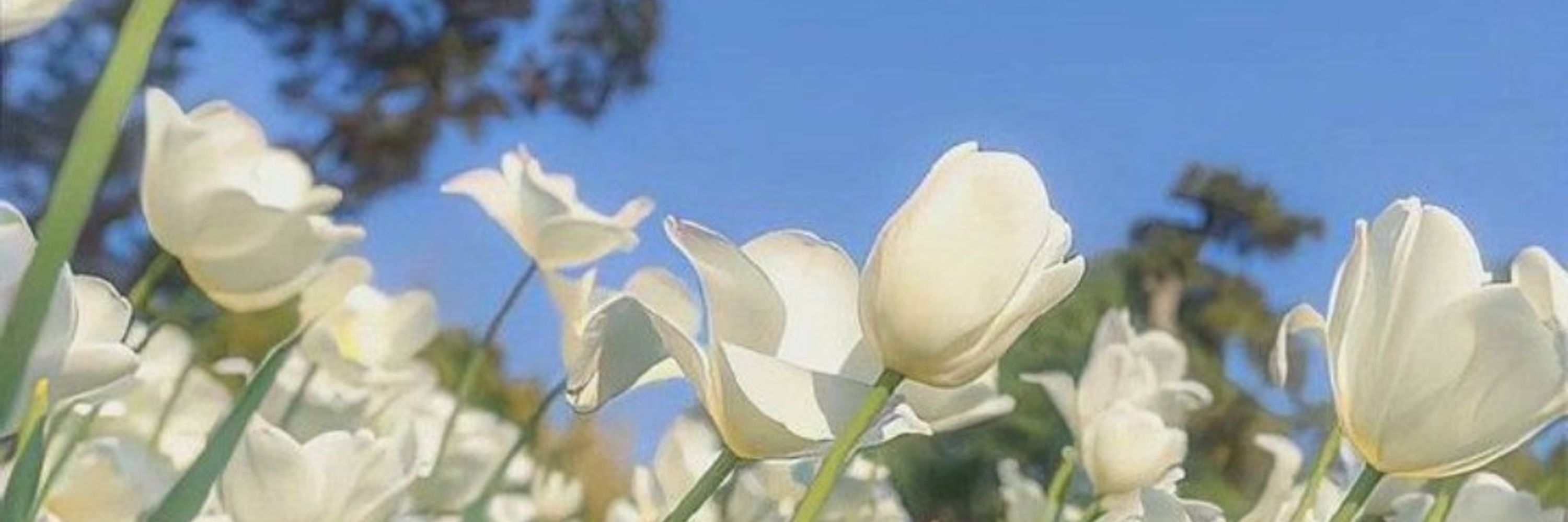 Vahuma