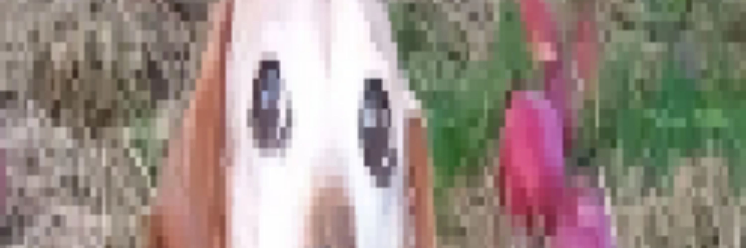 Sebas