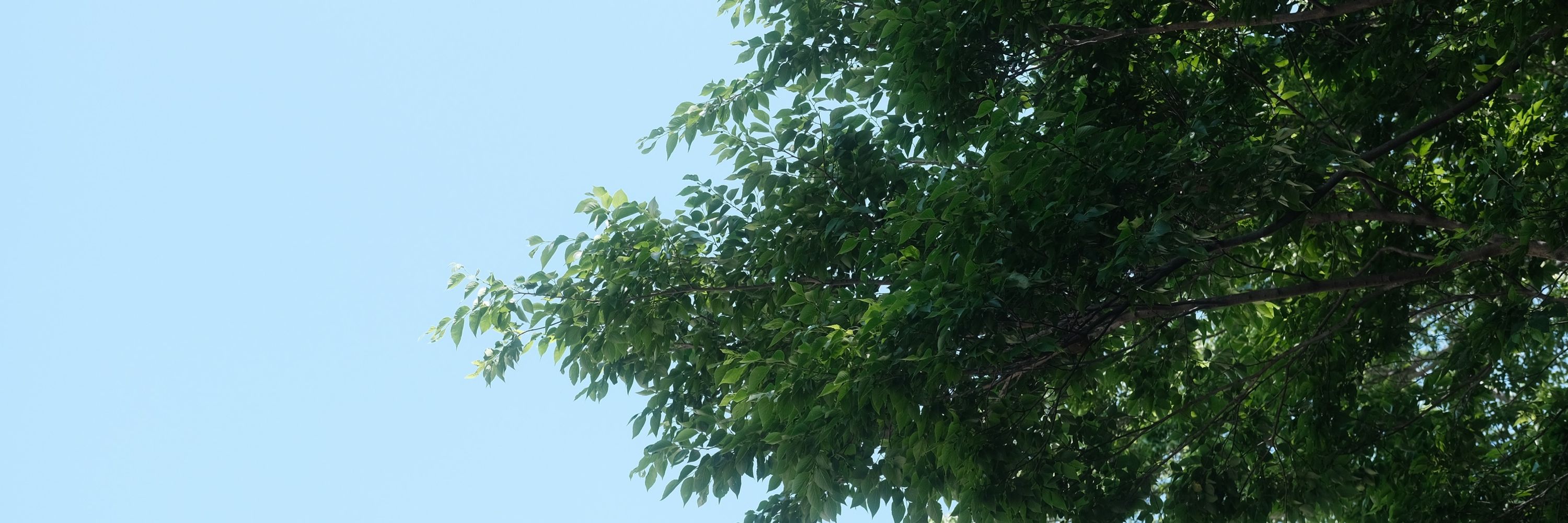 うたたね