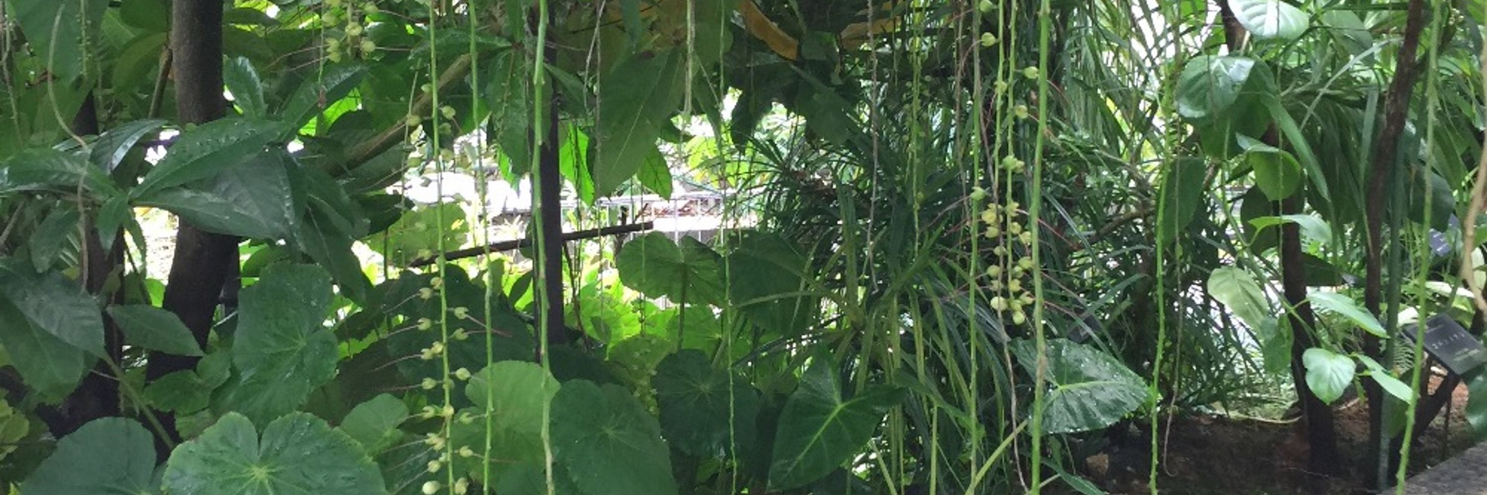ブルスコ🍀植物園