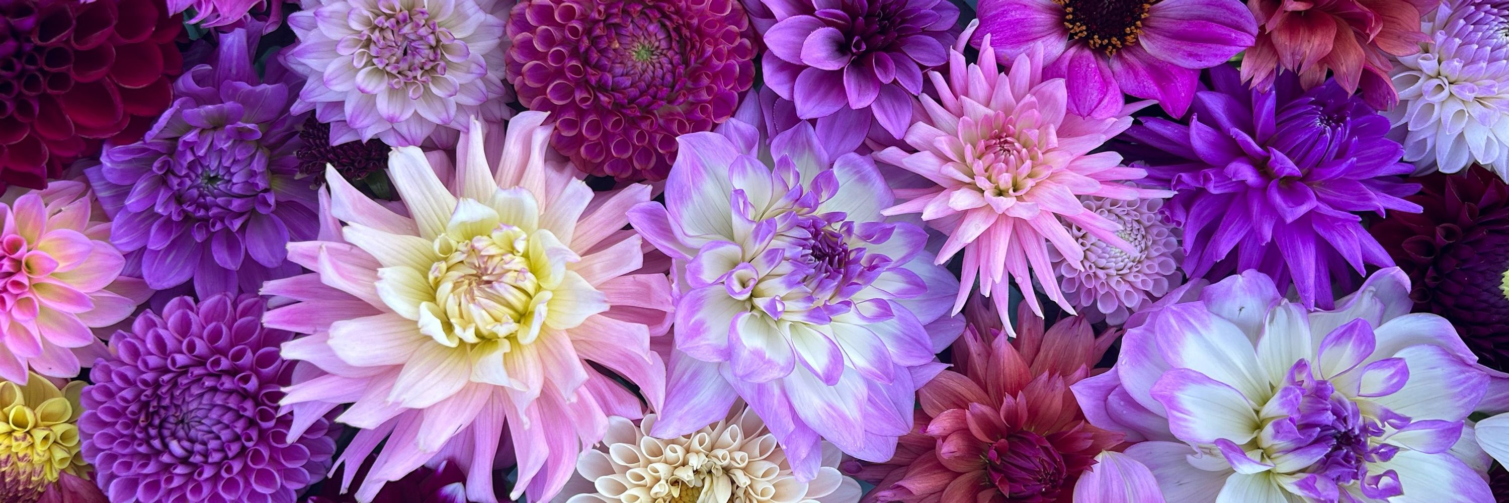 Gardening and Pretty Things