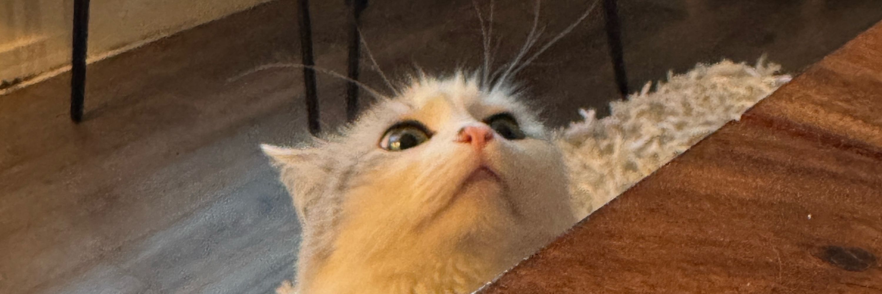 colbarto