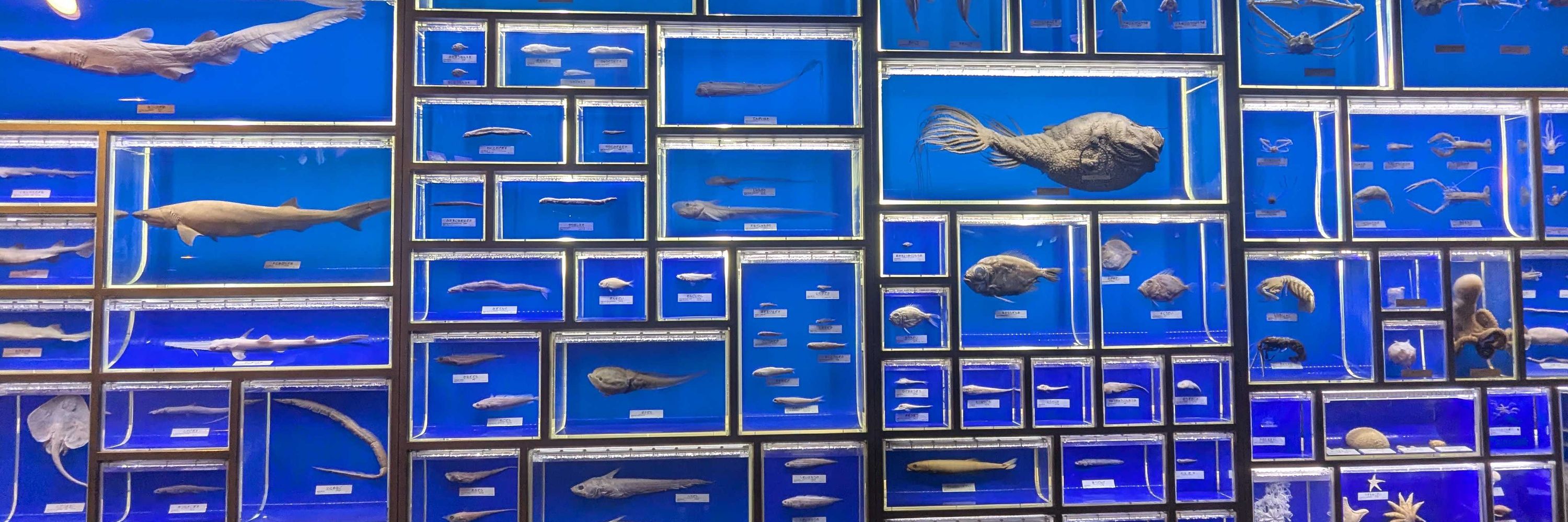 深海