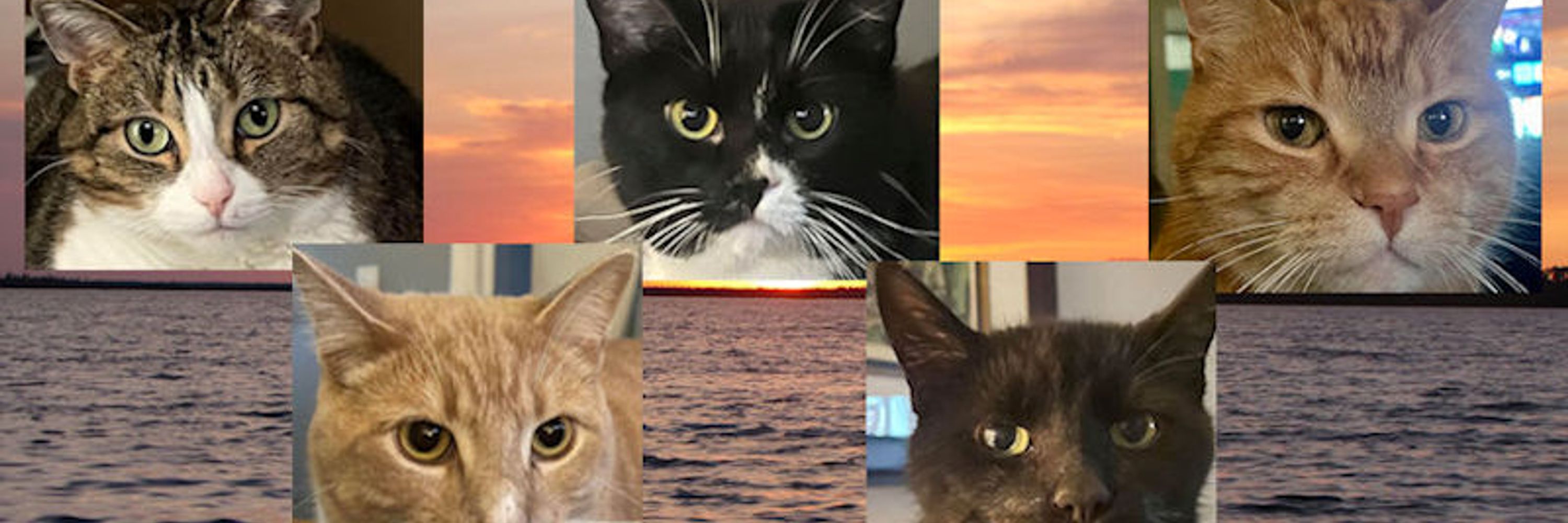 Doug, the Cat Daddy, here for the Cat pics and Trump degrading