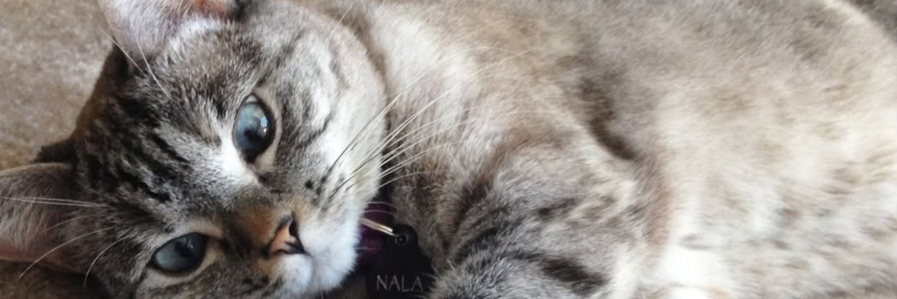 Nala_cat