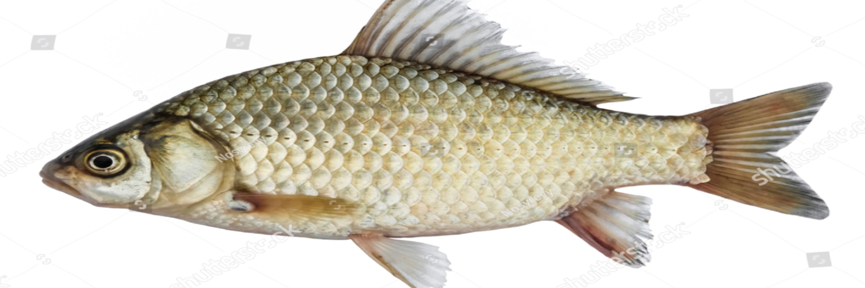 RamnNodls